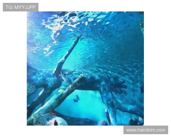 水族馆问题背后的深层原因：探索其生态环境与管理挑战